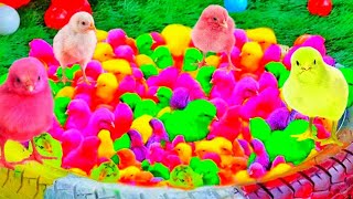 Tangkap Ayam lucu,Ayam warna warni ,Ayam Rainbow,Ayam,marmut, Dunia hewan lucu Gokil part 104