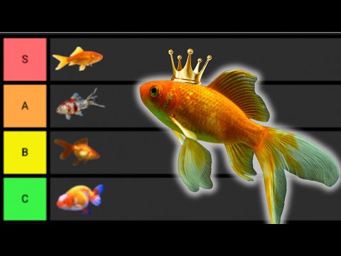 Ranking The BEST Goldfish Breeds