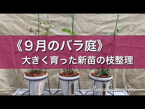 《９月のバラ庭》大きく育った新苗の枝整理