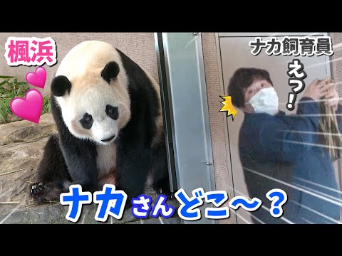 【パンダアイドル楓浜】岩の上でナカ飼育員待ち...ついに眠くなっちゃった❗️