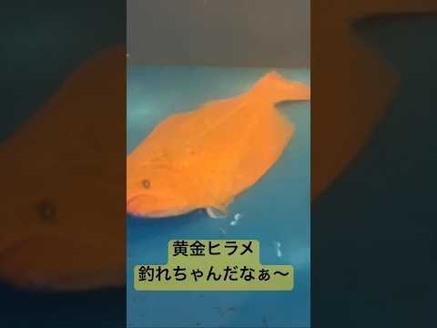 遊漁船で釣れてしまった黄金ヒラメ　なぎさ水族館で元気に泳いでいます