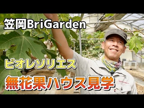 岡山笠岡で無花果（いちじく）を作ってる「BriGarden（ブリガーデン）」に見学に行ってきました！ビオレソリエスも！