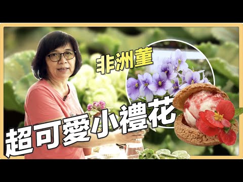 【彰化田尾】園藝玩家　非洲堇培育與秋海棠花醬｜用心的產業｜417｜#美麗心台灣