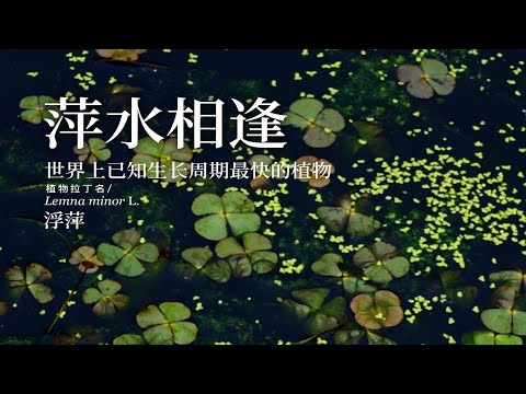 世界上已知生长周期最快的植物，浮萍#乡村守护人