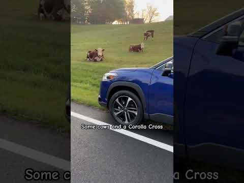 Cows and a Corolla Cross | 2024 Blue Crush Metallic XSE Hybrid