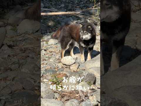 【捨て犬出産⁉️】捕獲作戦前に行方不明に！何とか発見しましたがお腹が細い…