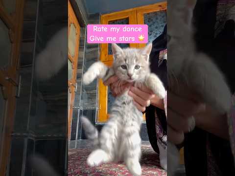 Rate my dance #hiphop #catsvideos #catshorts #shortsvideo #trendingnow #catlovers #shortsfeed #short