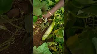 Day harvest #villagevlog #villagegarden #food #villagekitchengarden #trending #kitchengarden #nature