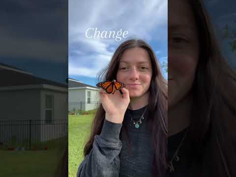 Raising butterflies 🫶🏻 #monarch #raisingmonarchs #butterfly