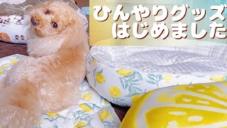 うちにも噂のニトリNクールグッズが...！うちの犬はダメになる？【犬をダメにするベッド】【トイプードルのアルちゃん】