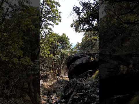 tree of rhododendron