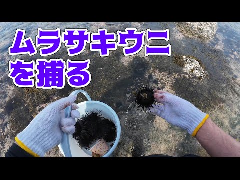 ムラサキウニを捕りに行きました！密漁？！