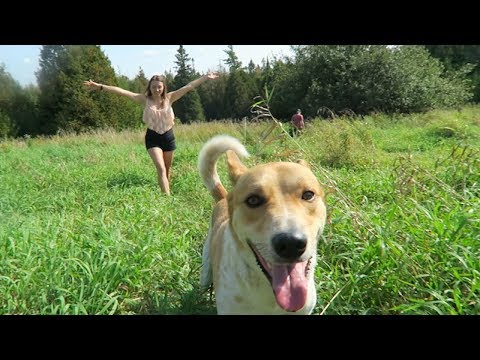 CAMPING with a DOG