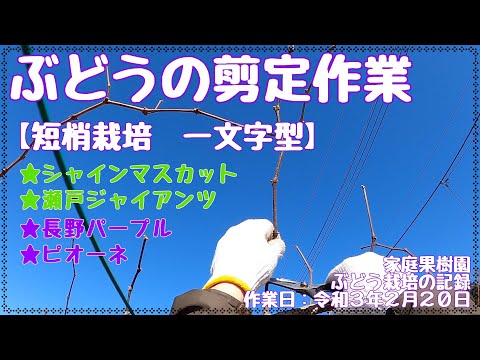 【ぶどう栽培の記録】ぶどうの剪定作業　シャインマスカット、瀬戸ジャイアンツ、ピオーネ、長野パープル（家庭果樹園）