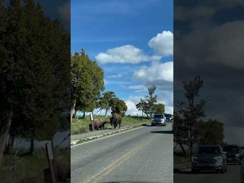 Wild Bison at Yellowstone National Park | Wyoming #yellowstonenationalpark