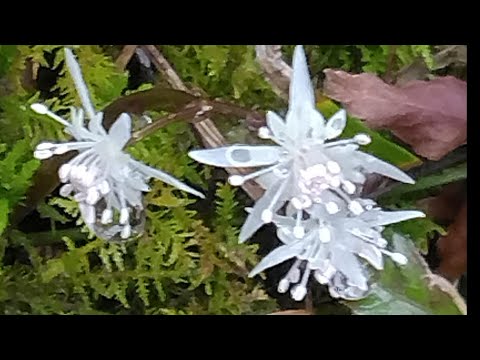 早春の妖精　オウレンの花と迎春花