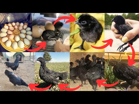 From Ayam Cemani Chicks to Adult Ayam Cemani Chickens || Timelapse Chicken Transformation