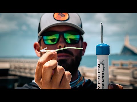 Tagging Grouper at The Skyway Fishing Pier - Catch This Fish & Win BIG!