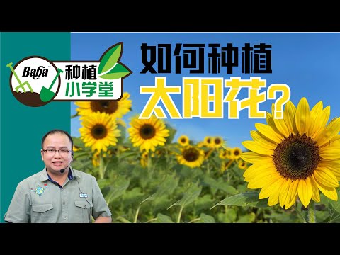 【Baba种植小学堂】向日葵/太阳花怎样种才能爆盆？太阳花播种用这个方式，不仅100%发芽，成活率也高 | 种太阳花的方法