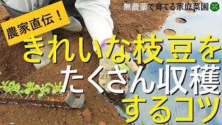 【枝豆の育て方】種まきから摘芯・植え付けまで解説！害虫対策できれいな枝豆をたくさん収穫する方法【有機農家直伝！無農薬で育てる家庭菜園】　22/5/14