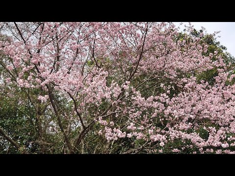 陽明山松園禪林櫻花