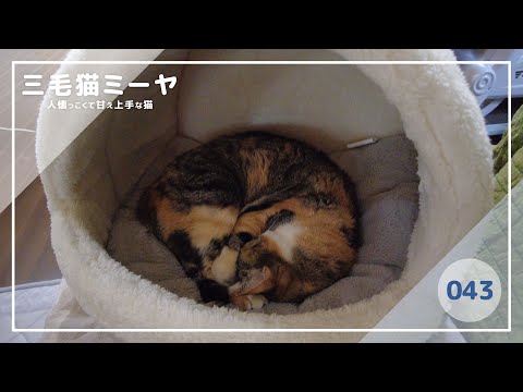 【猫好き必見！癒しの三毛猫動画】暖かい寝床が心地いい♪三毛猫ミーヤちゃん