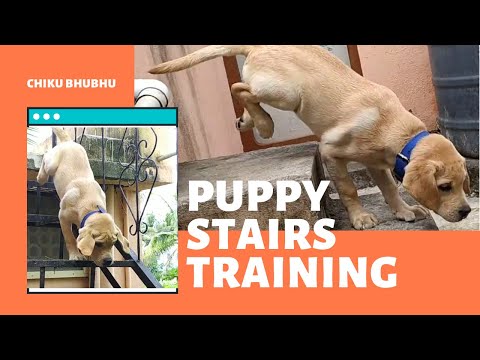 Puppy Tries Stairs For First Time With Help | #Puppy Stairs #Training | #Chiku BhuBhu #Labrador #Dog