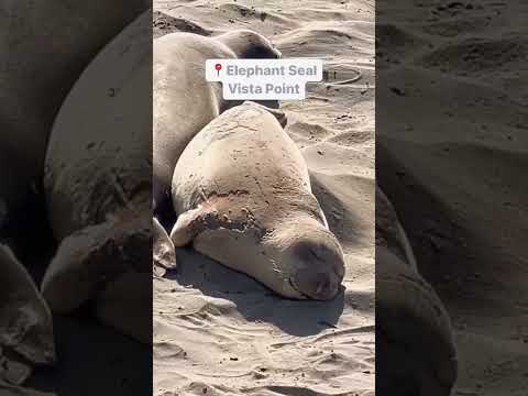 Add this stop to your Big Sur Itinerary! #bigsur #elephantseal #visitcalifornia #explorecalifornia