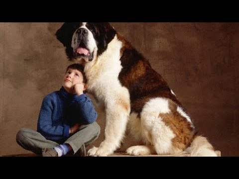 Saint Bernard Dog Price & Details in India #petwet  #dogpricelist #doglover