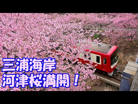 【4K】河津桜満開！三浦海岸「桜まつり」2024