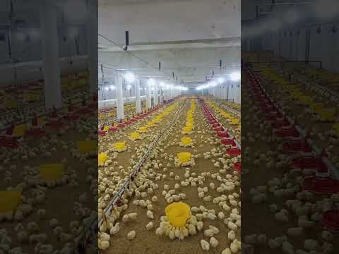 broiler chicks d#4k #4kstatus poultry farm #henfarminginpakistan #farming