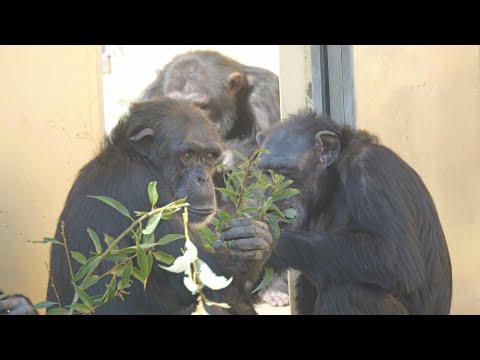 Niini's display attacks Rola　 Kyoto City Zoo Chimpanzee 202411