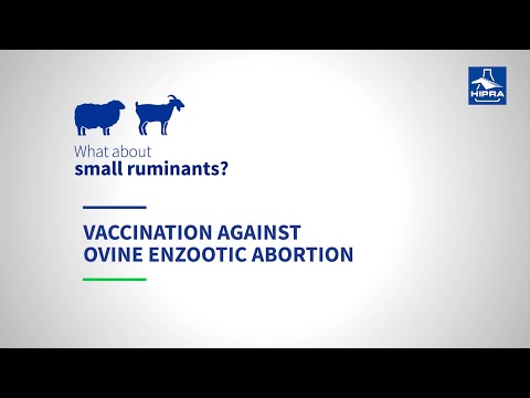 Vaccination against ovine enzootic abortion