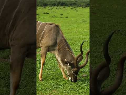 Incredible Barasingha – Nature’s Beauty! 🦌🌿"#Barasingha#IndianWildlife#BarasinghaFacts