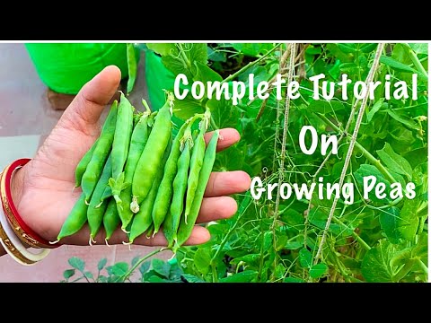 Complete Tutorial On Growing Organic Peas At Home / How To Grow Peas / Witer Vegetable