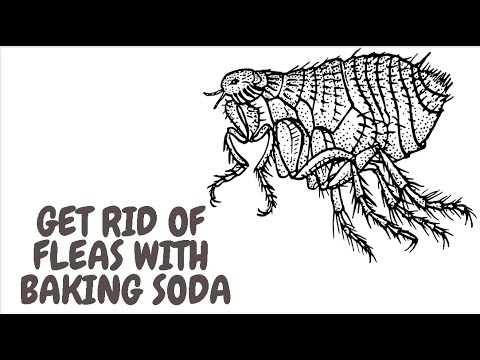 Get Rid Of Fleas With Baking Soda