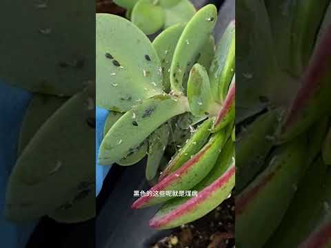 多肉植物上的蚜虫