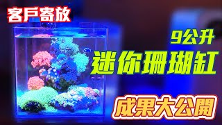 【藍箱水族】客戶寄放 迷你9公升珊瑚缸 一年半成果大公開！