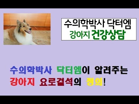 수의학박사 닥터엠이 알려주는 강아지 요로결석의 정의!!