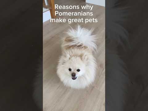 5 Reasons why Pomeranians make Great Pets #pomeranian #dog #dogshorts #dogvideo #doginformation