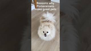 5 Reasons why Pomeranians make Great Pets #pomeranian #dog #dogshorts #dogvideo #doginformation