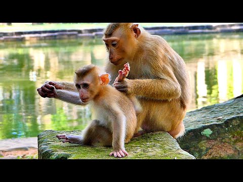 Monkey AMANDA really Loves and taking care Poor Babies Binky & Winky  too much.