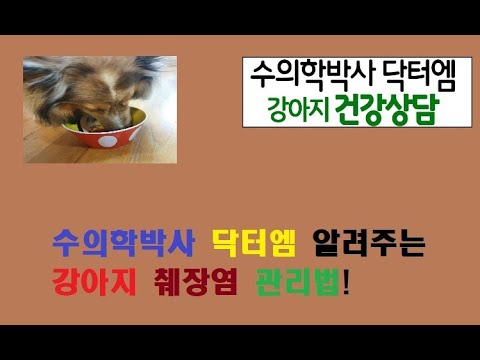 수의학박사 닥터엠이 알려주는 강아지 췌장염 관리법