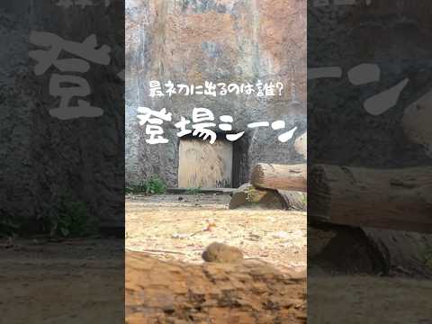 最初に出るのは誰？ 第一話#コナンテーマ #zoo #旭山動物園