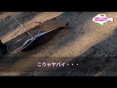 ブリを求めて【大阪湾 忠岡テラス 高場】#ノマセ釣り #泳がせ釣り