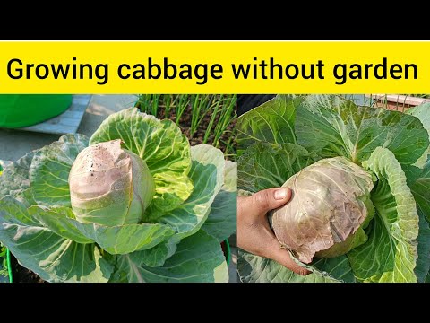 Growing organic cabbage at home without garden #gardening #cabbage #organic #vegetable