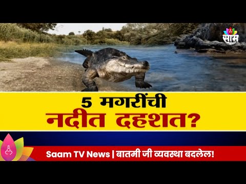 Special Report : Crocodiles: 5 मगरींची नदीत दहशत? हल्ला करणाऱ्या मगरींनी वाढवलं टेन्शन? Marathi News