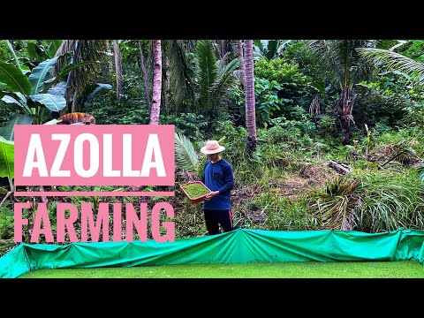 Paanu Mag Alaga ng "Azolla" Para sa ating Livestock