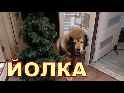 🌲🌲 ЙОЛКА 🌲🌲