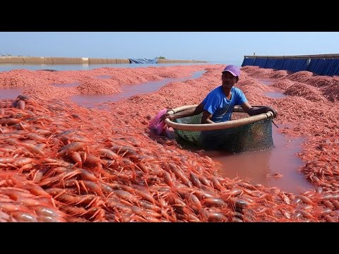 How to Raise and Harvest Millions of Shrimp on the Farm - Shrimp Processing in Factory